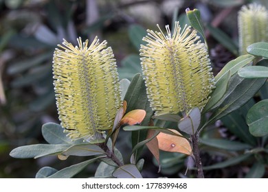 Coast Banksia Plant In Flower