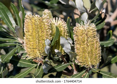 Coast Banksia Plants In Flower