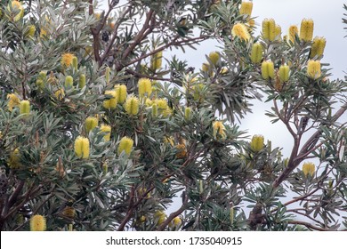 Coast Banksia Tree In Flower