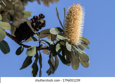 Coast Banksia Tree In Flower