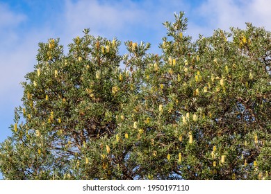 Coast Banksia Tree In Flower