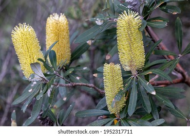 Coast Banksia Tree In Flower