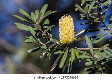  Coast Banksia Tree In Flower