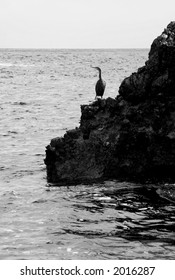 coast with bird