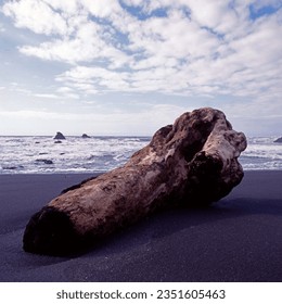 Coast, clouds and dead trees