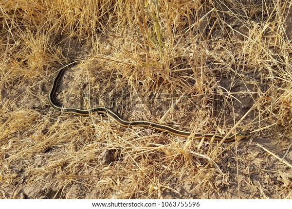 Coast Garter Snake Called Garden Snake Stock Photo Edit Now