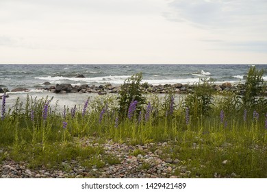 Coast Of Gogland Island In The Gulf Of Finland