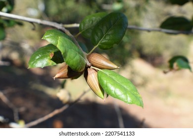 Coast Live Oak Acorns Close Up 