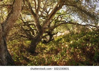 A Coast Live Oak Forest