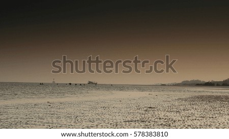 seagulls at sunset in the mudflats.