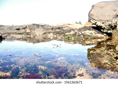 Coast Of Monhegan Island, Maine.