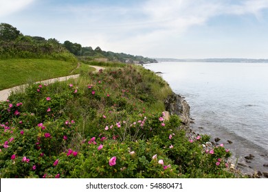 The Coast Of Newport Rhode Island Near The Historic 40 Steps On The Cliff Walk.  Rugosa Roses Are Scattered Across The Shore Line.