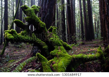 Coast Redwoods in Armstrong Redwoods, State Natural Reserve in Northern California, USA.