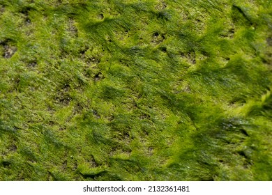 Coast Seaweed Macro Background Green 