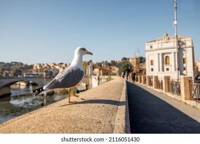 Coast of the Tiber river near castle and Vatican in Rome at sunny day. Seagull walking along the parapet - Shutterstock ID 2116051430