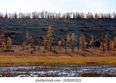 Coast of the wild Siberian taiga river with mounds of glacial erosion. Traces of permafrost melting and climate change in northern Siberia. Larch September forest tundra on the banks 