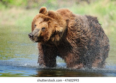 Coastal Alaskan brown bear shakes off water during a fishing break.