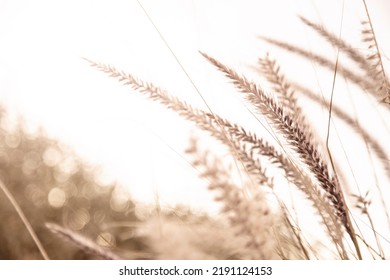 Coastal Beach Grass Wind Blown