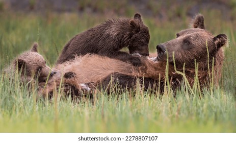 Coastal Brown Bear and Cubs Nursing - Shutterstock ID 2278807107