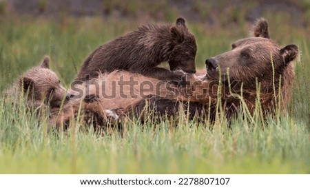 Coastal Brown Bear and Cubs Nursing
