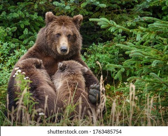 Ours Brun Hd Stock Images Shutterstock