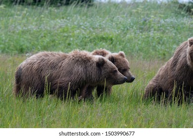 Coastal Brown Bear (Ursus arctos) siblings in Lake Clark Natonal Park, Alaska