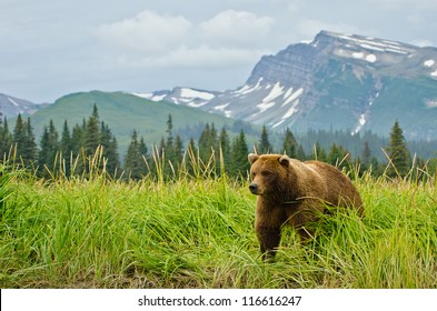 Coastal Brown Bears