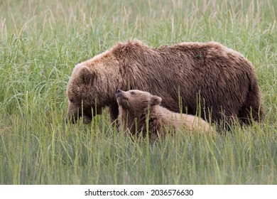 Coastal Brown Bears clamming and browsing Lake Clark Alaska - Shutterstock ID 2036576630