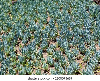 Coastal California Succulent Ice Plant.	
