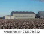 Coastal Carolina Cotton Gin cotton field