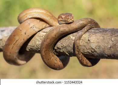 Coastal Carpet Python