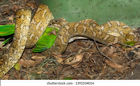 756 Python prey Images, Stock Photos & Vectors | Shutterstock