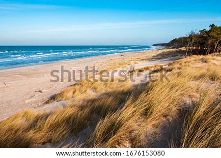 Coastal Dunes by the Baltic Sea, Darss Peninsula, Germany