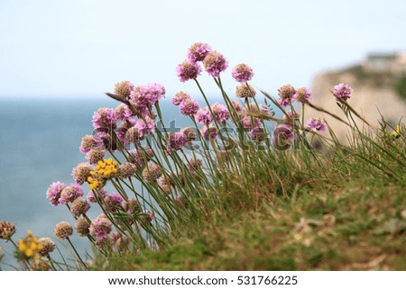 Similar – Hallig Gröde | blooming sea lilacs at the jetty