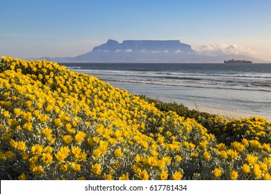 Coastal flowers grows along the west coast of South Africa.
A fog bank of mist drifts in front of the common landmark of Cape Town.