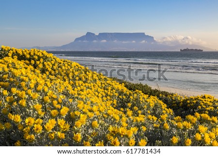 Coastal flowers grows along the west coast of South Africa.
A fog bank of mist drifts in front of the common landmark of Cape Town.