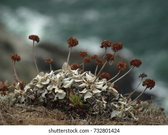 Coastal Flowers On The Bodega, California Coast.