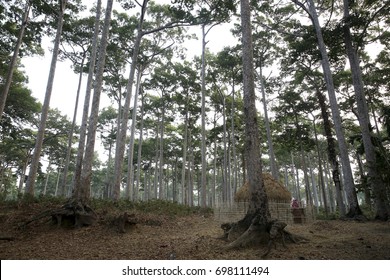 Coastal Forest Beside Marine Drive Road At Cox's Bazar, Bangladesh.