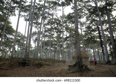 Coastal Forest Beside Marine Drive Road At Cox's Bazar, Bangladesh.