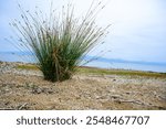 Coastal Grass on Sandy Shoreline
A solitary clump of tall coastal grass growing on a sandy shoreline with a calm sea and distant mountains in the background.
