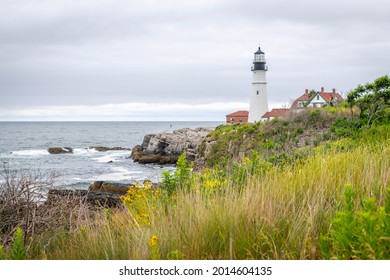 Coastal Grasses Near The Portland Lighthouse, Maine