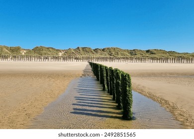 Coastal landscape featuring wooden posts covered in green vegetation stretching into the distance at low tide.  - Powered by Shutterstock