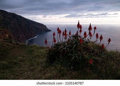 Coastal landscape of Madeira at the “Miradouro do Fio” viewpoint near Ponta do Pargo, with one of the iconic krantz or candelabra aloe plants (Aloe arborescens) in the foreground