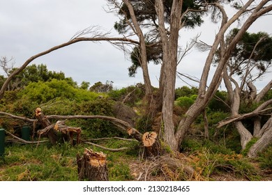 coastal landscape of windswept tea trees