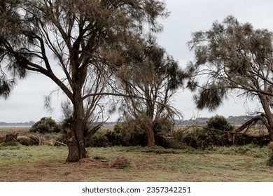 coastal landscape of windswept trees - Powered by Shutterstock