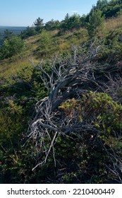 Coastal Maine In The Summer