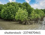 Coastal mangrove forest leaves background