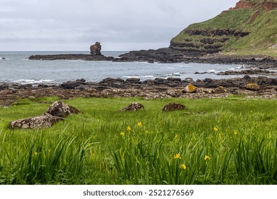 A coastal meadow at Giant Causeway, Northern Ireland, with blooming yellow flowers, rocky shoreline, and green cliffs in the distance, framed by the Atlantic Ocean - Powered by Shutterstock