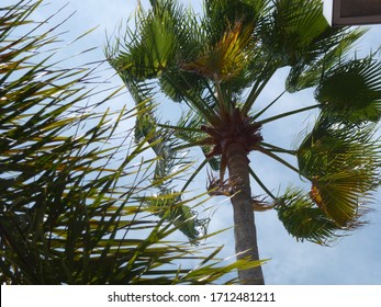 34,857 Coastal palm trees Images, Stock Photos & Vectors | Shutterstock