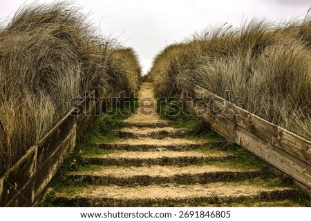 A Coastal Pathway of Rustic Sandstone Steps Leading Through Tall Dune Grass